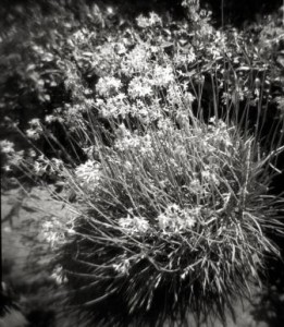 Kodak Plus-X Film